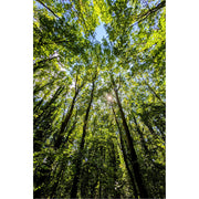 Wanneer je hoog genoeg kijkt, zie je door de bomen de zon.