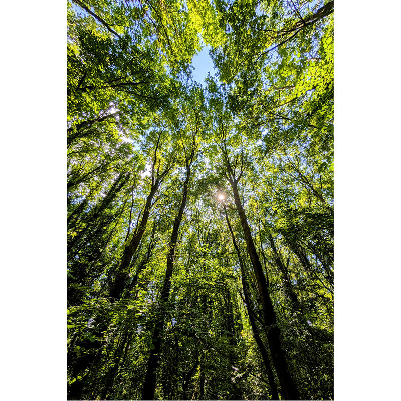 Wanneer je hoog genoeg kijkt, zie je door de bomen de zon.