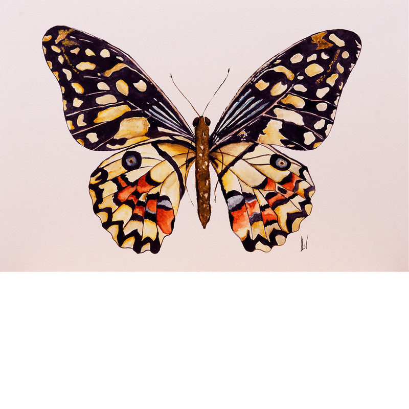 Een mooie Limoenvlinder - Aquarel op zuurvrij papier.