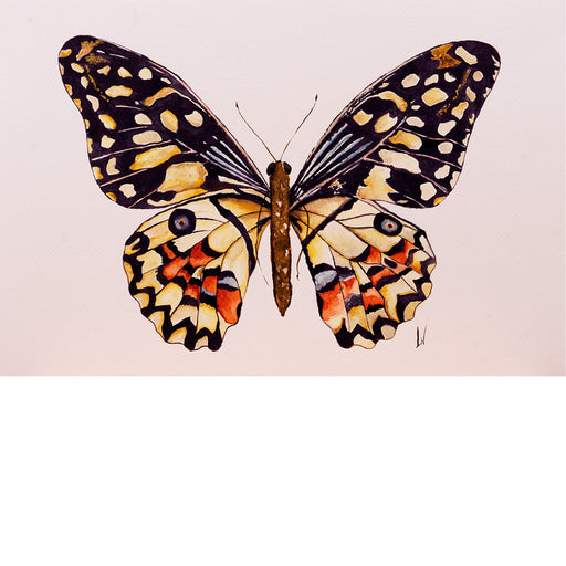Een mooie Limoenvlinder - Aquarel op zuurvrij papier.