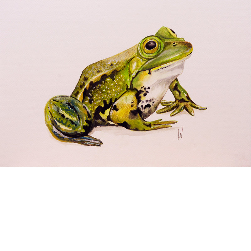 Kwaak. Een heerlijk groene kikker - Aquarel op zuurvrij papier.