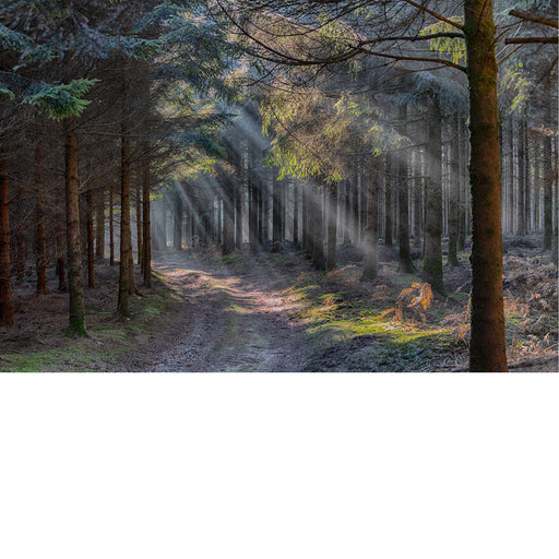 Mooie lichtinval in een bos