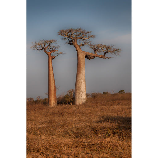 Baobabs in Madagaskar