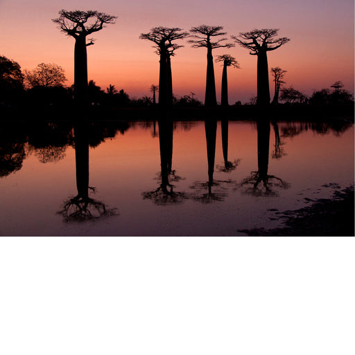 Baobabs bij zonsondergang in Madagaskar