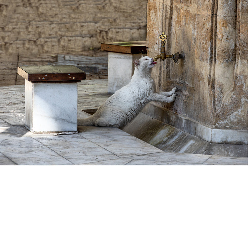 Kat die aan lopend kraantje gaat drinken