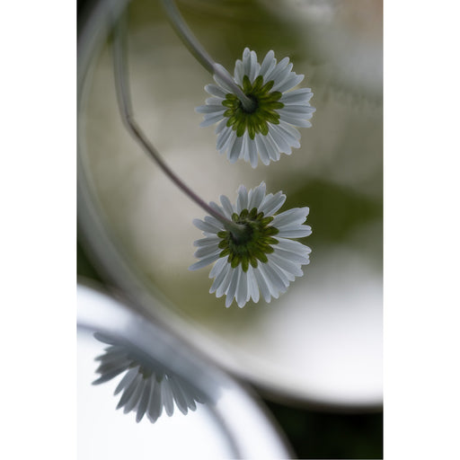 Madeliefjes gefotografeerd met behulp van spiegel