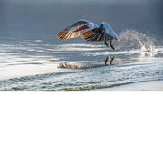 Een ooievaar trekt zich op gang, en spat met het water