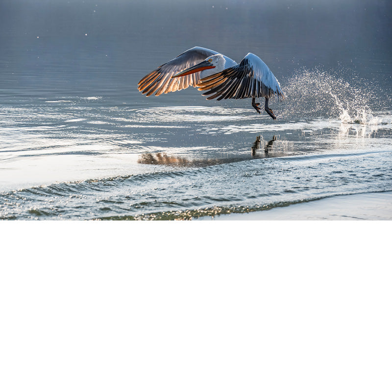 Een ooievaar trekt zich op gang, en spat met het water