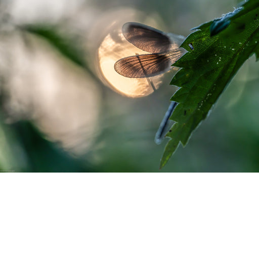 Een libelle rust uit op een groen blaadje