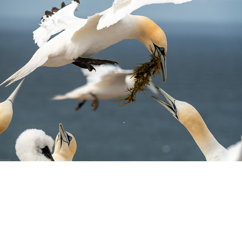 Jan Van Genten zijn in een gevecht verwikkeld om zeewier