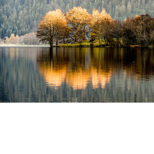 Drie bomen zitten deels in de zon en werpen zo een gouden reflectie in het water.