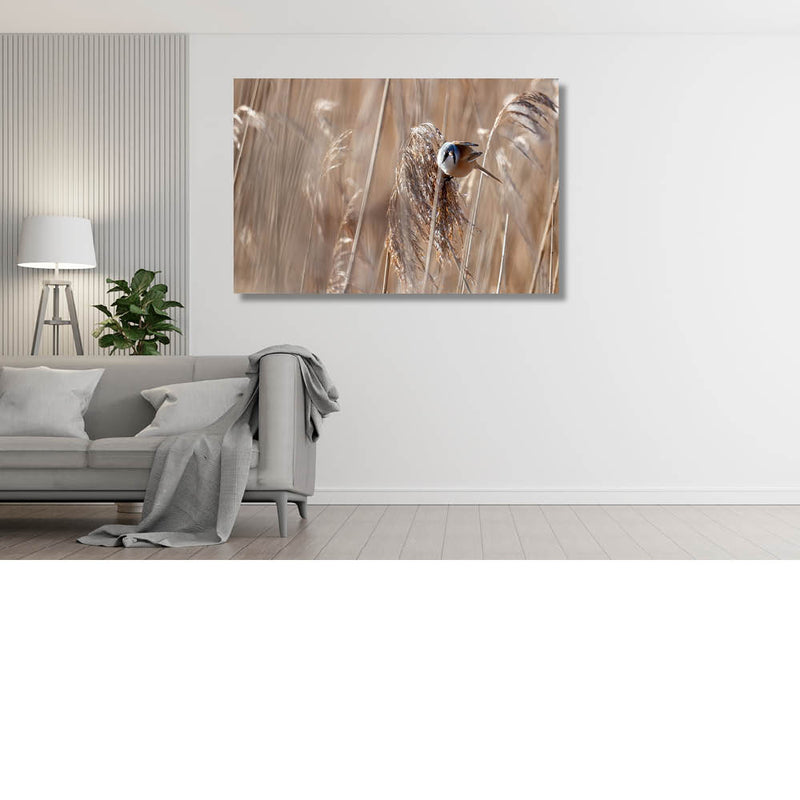 Baardman  met pluimen op pluimen