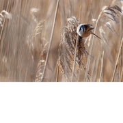 Een baardman rust even uit op de pluimen het riet