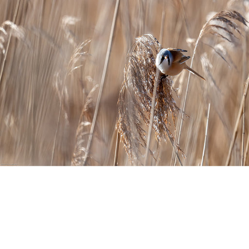 Een baardman rust even uit op de pluimen het riet