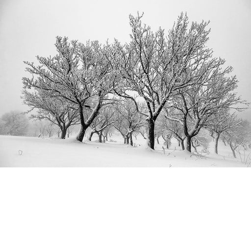 Winters landschap met besneeuwde bomen