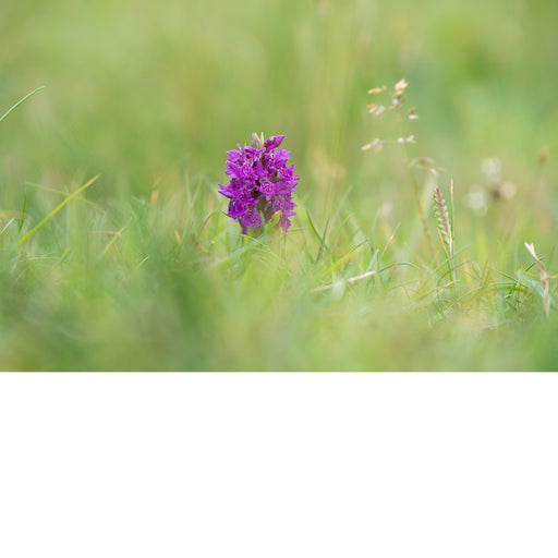 Een wilde orchidee contrasteert met het groene gras