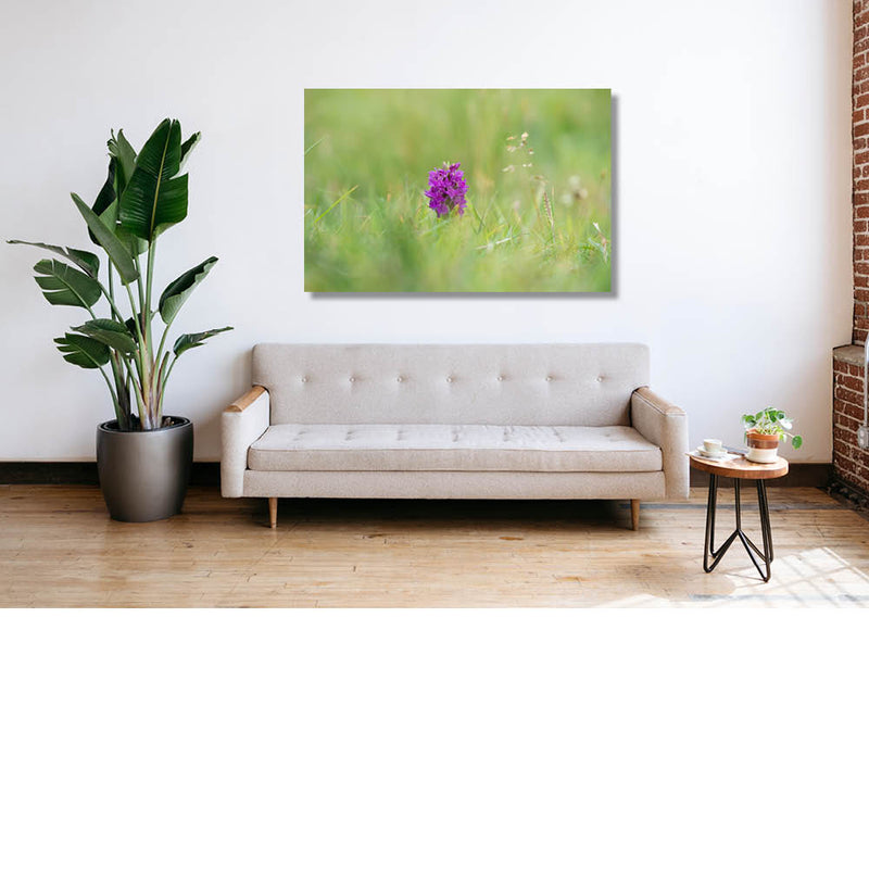 Wilde orchidee kan zich niet verstoppen