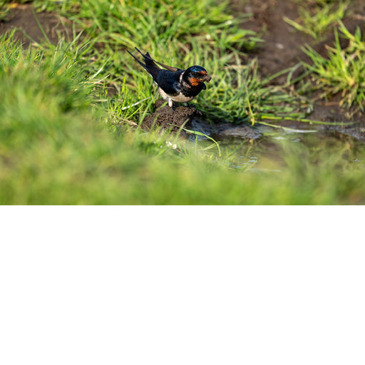Deze boerenzwaluw is druk bezig met de bouw van een nest, zijn bek is gevuld met modder.