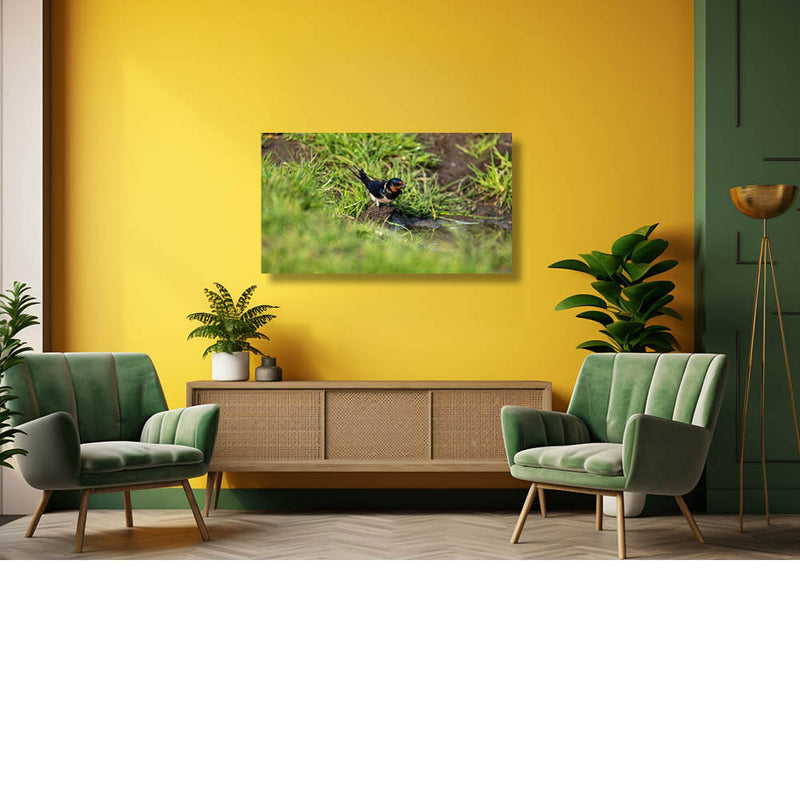 Boerenzwaluw in de bouw