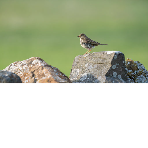 De Berthelots pieper heeft prijs! In z'n bek zit een lekker insectje.