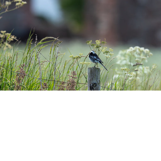 De witte kwikstaart laat zich fotograferen in een mooie omgeving