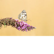 Het dambordje ontleent zijn naam aan de tekening van de vleugels die enigszins op een dambord lijken en bruin gekleurd zijn met grote en kleine witte vlekken.