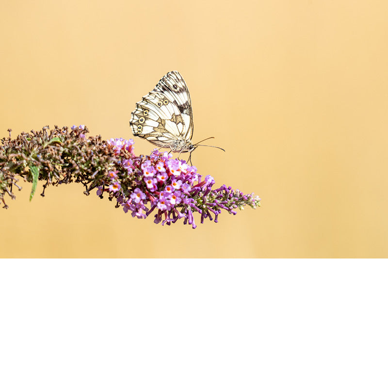 Het dambordje ontleent zijn naam aan de tekening van de vleugels die enigszins op een dambord lijken en bruin gekleurd zijn met grote en kleine witte vlekken.