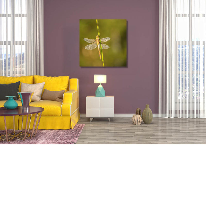 Libelle laat niet los