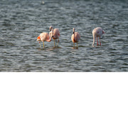 In Zeeland kun je flamingo's zien in het Grevelingenmeer, voornamelijk in de wintermaanden van oktober tot april. De vogels overwinteren hier en komen vanuit Duitsland, waar ze in de zomer broeden.