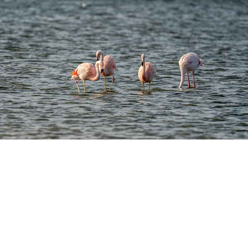 In Zeeland kun je flamingo's zien in het Grevelingenmeer, voornamelijk in de wintermaanden van oktober tot april. De vogels overwinteren hier en komen vanuit Duitsland, waar ze in de zomer broeden.