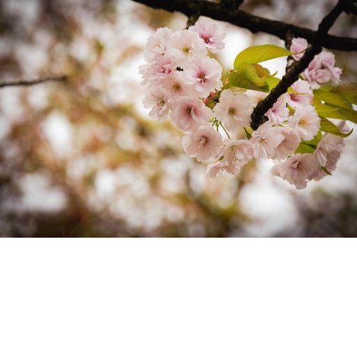 Tak met trossen lichtroze, gevulde kersenbloesem en frisgroene blaadjes in de Japanse tuin van Hasselt, voor een zacht vervaagde achtergrond.