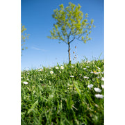 Jonge boom met frisgroen blad op een grasheuvel vol madeliefjes, vanaf de grond gefotografeerd tegen een strakblauwe lucht.
