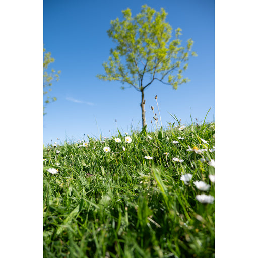 Jonge boom met frisgroen blad op een grasheuvel vol madeliefjes, vanaf de grond gefotografeerd tegen een strakblauwe lucht.
