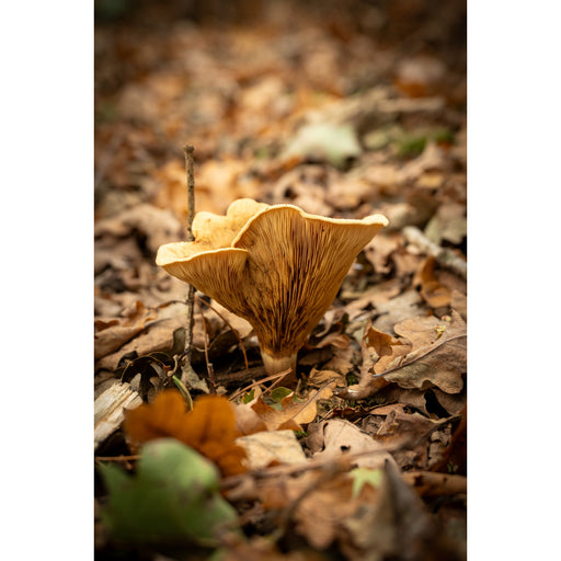 Trechtervormige paddenstoel met een golvende, goudbruine hoed en fijne plaatjes tussen het afgevallen eikenblad in het herfstbos.
