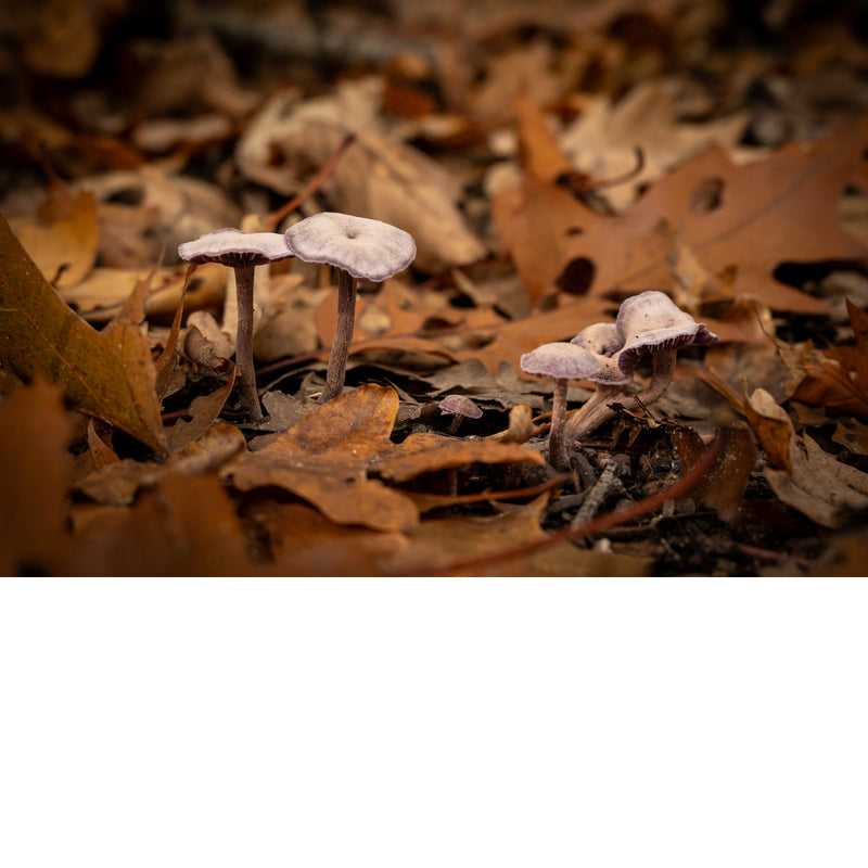 Groepje kleine paarse paddenstoelen met slanke steeltjes tussen bruine eikenbladeren op de bosgrond.
