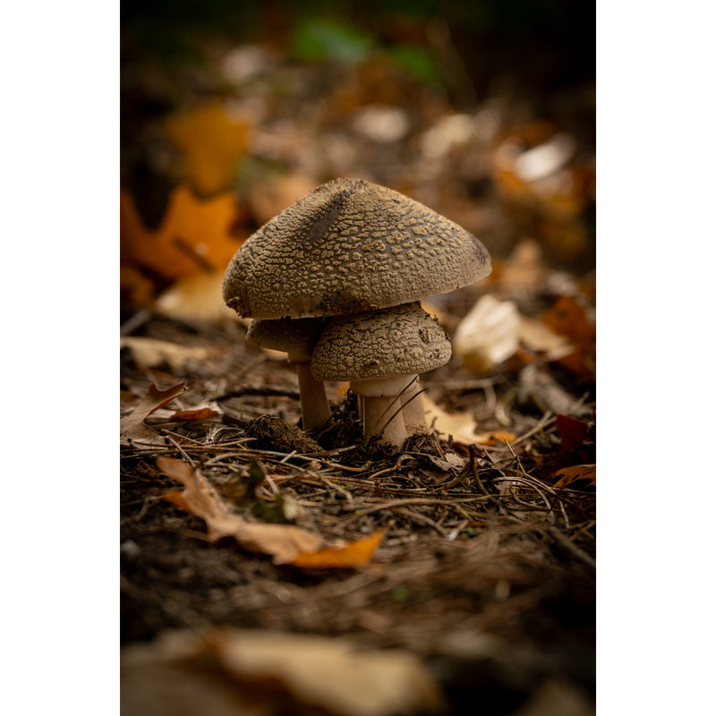 Drie paddenstoelen met een grijsbruine, geschubde hoed dicht tegen elkaar tussen dennennaalden en herfstbladeren.