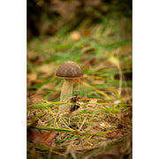 Boleet met een donkerbruine hoed en een lichte steel, alleen tussen groen en verdord gras in het herfstbos.