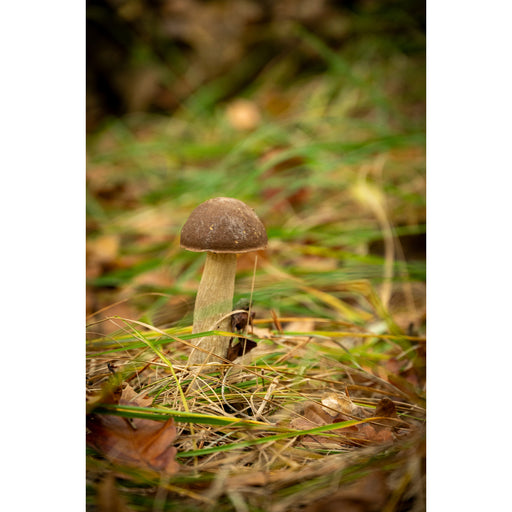 Boleet met een donkerbruine hoed en een lichte steel, alleen tussen groen en verdord gras in het herfstbos.