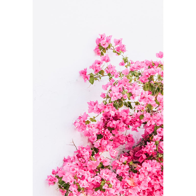 Een klimplant met roze bloemen op een witte muur