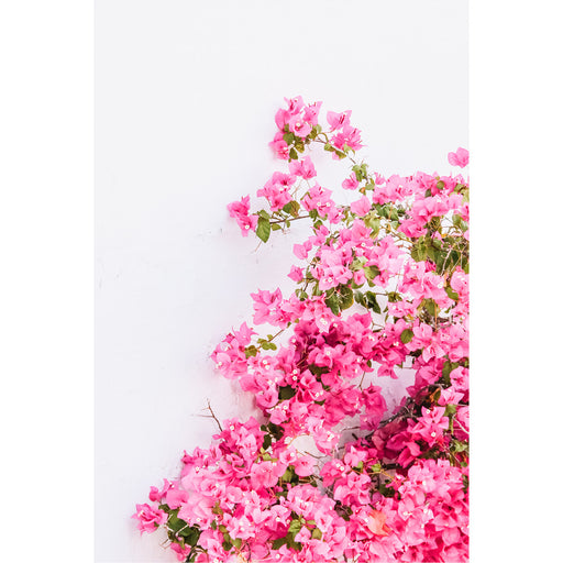 Een klimplant met roze bloemen op een witte muur