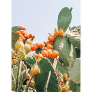 Een cactus met bloemen en fruit