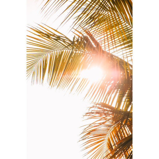 Een palmboom in de zon