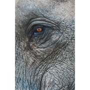 Close up van een olifantengezicht