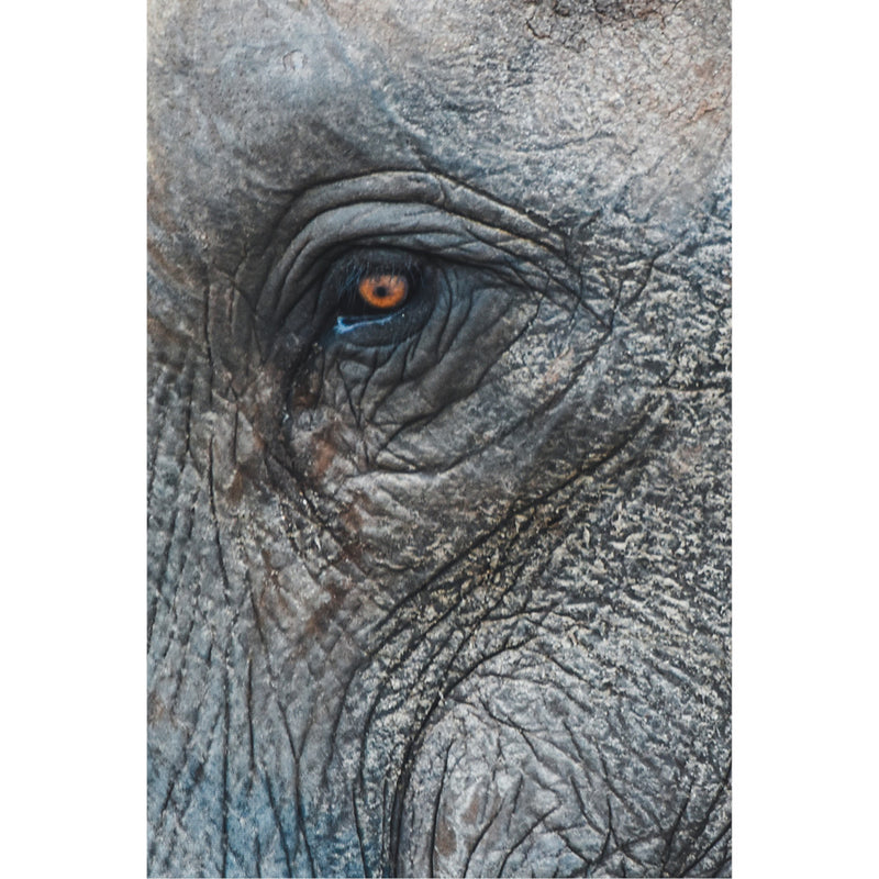 Close up van een olifantengezicht