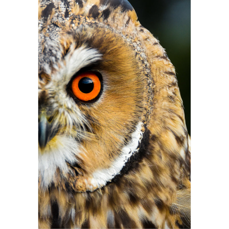 Oog in oog met een uiltje