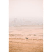 Kamelen sjokken door de woestijn bij Caïro