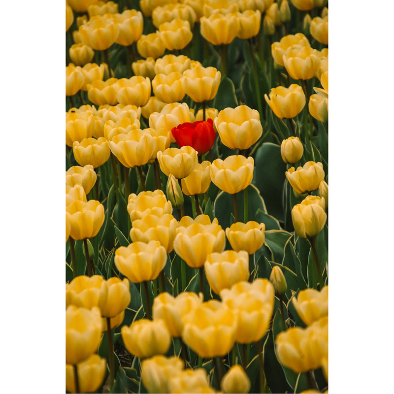 Een rode tulp valt extra hard op tussen allemaal gele tulpen