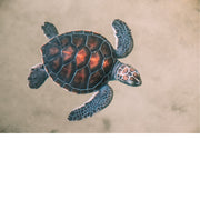 Een jong zeeschildpadje doet zijn best om door de golven te klieven