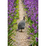 Een parelhoentje loopt tussen de tulpen