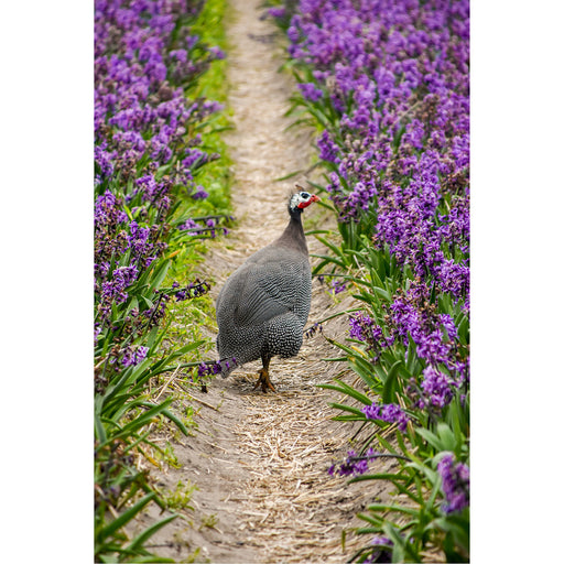 Een parelhoentje loopt tussen de tulpen